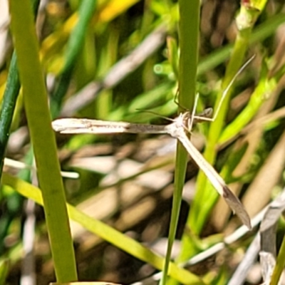 Platyptilia celidotus (Plume Moth) at Dunlop Grasslands - 10 Dec 2022 by trevorpreston