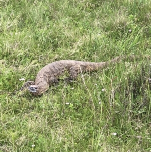 Varanus rosenbergi at Mount Clear, ACT - suppressed