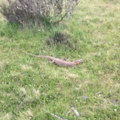Varanus rosenbergi at Mount Clear, ACT - suppressed
