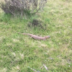 Varanus rosenbergi at Mount Clear, ACT - 6 Dec 2022