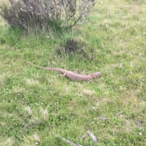Varanus rosenbergi at Mount Clear, ACT - suppressed