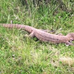 Varanus rosenbergi at Mount Clear, ACT - suppressed