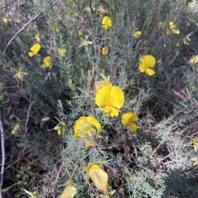 Gompholobium huegelii (Pale Wedge Pea) at Mount Jerrabomberra - 10 Dec 2022 by Mavis