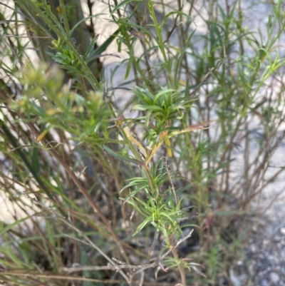 Lepidium africanum (Common Peppercress) at Mount Jerrabomberra - 10 Dec 2022 by Mavis