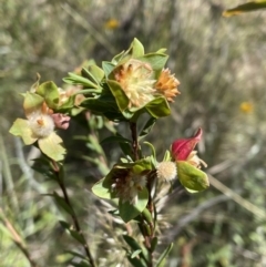 Pimelea linifolia subsp. linifolia (Queen of the Bush, Slender Rice-flower) at Mount Jerrabomberra - 10 Dec 2022 by Mavis