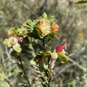 Pimelea linifolia subsp. linifolia at Jerrabomberra, NSW - 10 Dec 2022