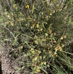 Pimelea linifolia subsp. linifolia at Jerrabomberra, NSW - 10 Dec 2022