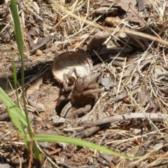 Portacosa cinerea (Grey wolf spider) at Higgins, ACT - 10 Dec 2022 by MichaelWenke