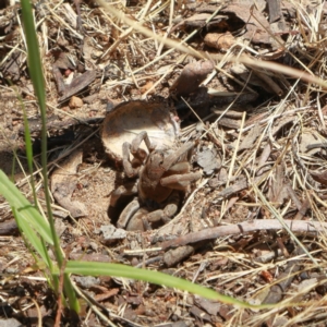 Portacosa cinerea at Higgins, ACT - 10 Dec 2022