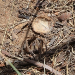 Portacosa cinerea at Higgins, ACT - 10 Dec 2022