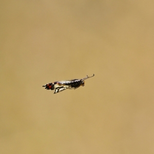 Papilio anactus at Higgins, ACT - 10 Dec 2022