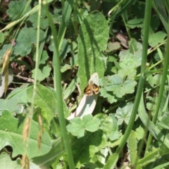 Ocybadistes walkeri at Murrumbateman, NSW - 10 Dec 2022