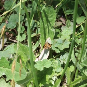 Ocybadistes walkeri at Murrumbateman, NSW - 10 Dec 2022