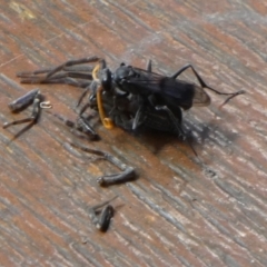 Fabriogenia sp. (genus) at Queanbeyan, NSW - suppressed