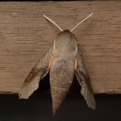 Hippotion scrofa (Coprosma Hawk Moth) at Borough, NSW - 7 Dec 2022 by Paul4K