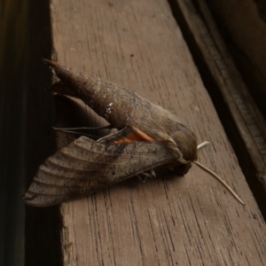 Hippotion scrofa at Borough, NSW - 7 Dec 2022