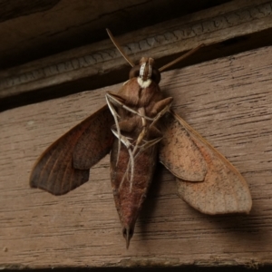 Hippotion scrofa at Borough, NSW - 7 Dec 2022