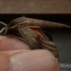 Hippotion scrofa at Borough, NSW - 7 Dec 2022