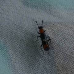 Paederus sp. (genus) at Borough, NSW - 7 Dec 2022