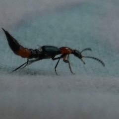 Paederus sp. (genus) at Borough, NSW - 7 Dec 2022