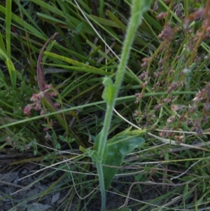 Hackelia suaveolens at Borough, NSW - 8 Dec 2022