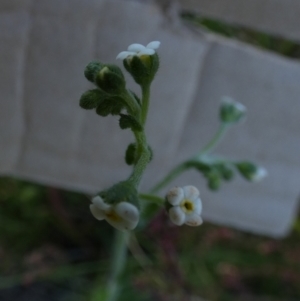 Hackelia suaveolens at Borough, NSW - 8 Dec 2022