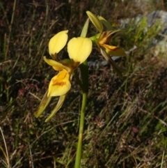 Diuris aurea (Golden Donkey Orchid) at Borough, NSW - 7 Dec 2022 by Paul4K