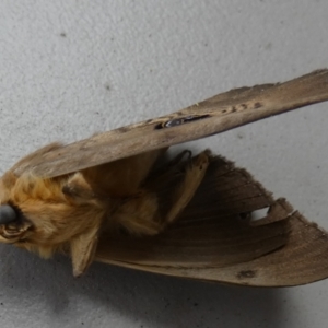 Dasypodia selenophora at Borough, NSW - 8 Dec 2022