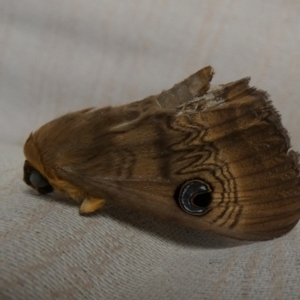 Dasypodia selenophora at Borough, NSW - suppressed