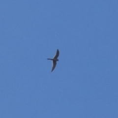 Falco cenchroides (Nankeen Kestrel) at Coree, ACT - 3 Oct 2022 by Birdy