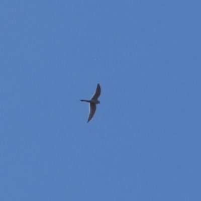 Falco cenchroides (Nankeen Kestrel) at Cotter Reservoir - 3 Oct 2022 by Birdy