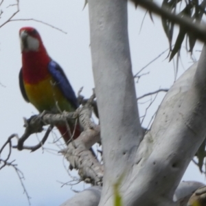 Platycercus eximius at Borough, NSW - 8 Dec 2022