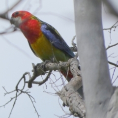 Platycercus eximius at Borough, NSW - 8 Dec 2022