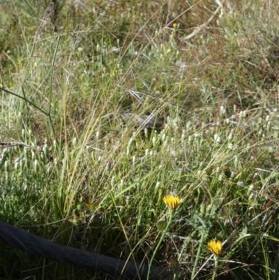 Austrostipa scabra (Corkscrew Grass, Slender Speargrass) at Boro - 13 Dec 2022 by Paul4K