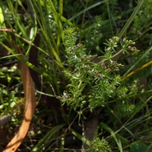 Asperula conferta at Borough, NSW - suppressed