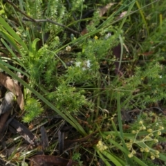 Asperula conferta at Borough, NSW - 8 Dec 2022