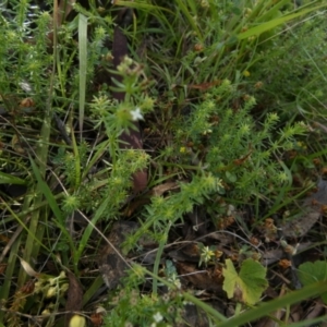 Asperula conferta at Borough, NSW - 8 Dec 2022