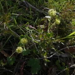 Hydrocotyle laxiflora at Borough, NSW - 8 Dec 2022