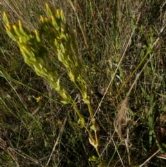 Sebaea ovata (Yellow Centaury) at Borough, NSW - 8 Dec 2022 by Paul4K