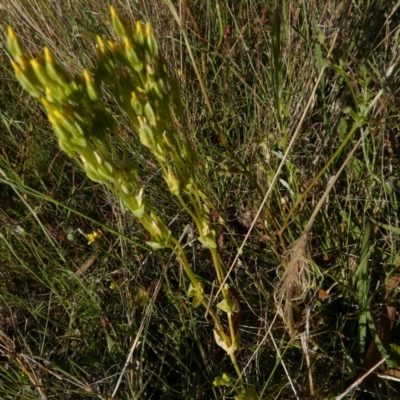 Sebaea ovata (Yellow Centaury) at Boro - 8 Dec 2022 by Paul4K