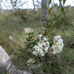 Pimelea linifolia (Slender Rice Flower) at Borough, NSW - 9 Dec 2022 by Paul4K