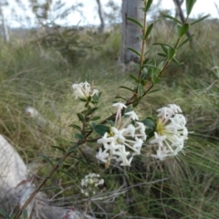 Pimelea linifolia (Slender Rice Flower) at Boro - 8 Dec 2022 by Paul4K