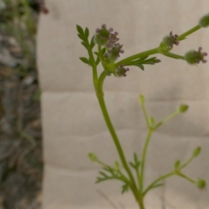 Daucus glochidiatus at Borough, NSW - 9 Dec 2022