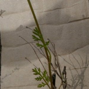 Daucus glochidiatus at Borough, NSW - 9 Dec 2022