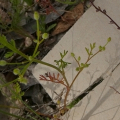 Daucus glochidiatus at Borough, NSW - 9 Dec 2022