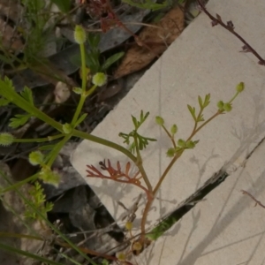 Daucus glochidiatus at Borough, NSW - 9 Dec 2022