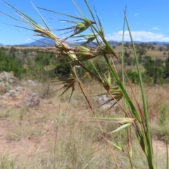 Themeda triandra (Kangaroo Grass) at Pine Island to Point Hut - 10 Dec 2022 by MatthewFrawley