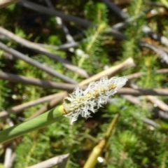 Eleocharis sphacelata (Tall Spike-rush) at Boro - 8 Dec 2022 by Paul4K