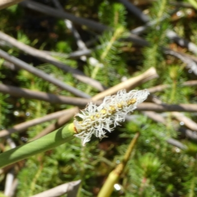 Eleocharis sphacelata (Tall Spike-rush) at Borough, NSW - 9 Dec 2022 by Paul4K
