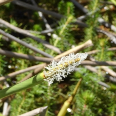 Eleocharis sphacelata (Tall Spike-rush) at Borough, NSW - 8 Dec 2022 by Paul4K